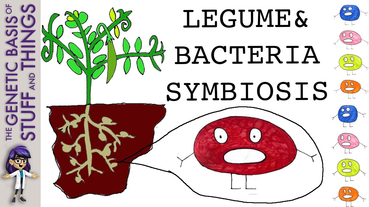 Free garden fertiliser: symbiosis between legumes and Rhizobium leguminosarum