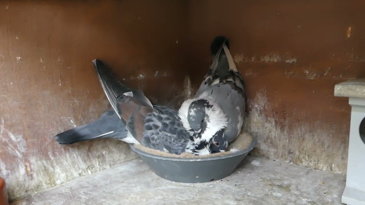 Dutch Pigeons / Dutch Canaria