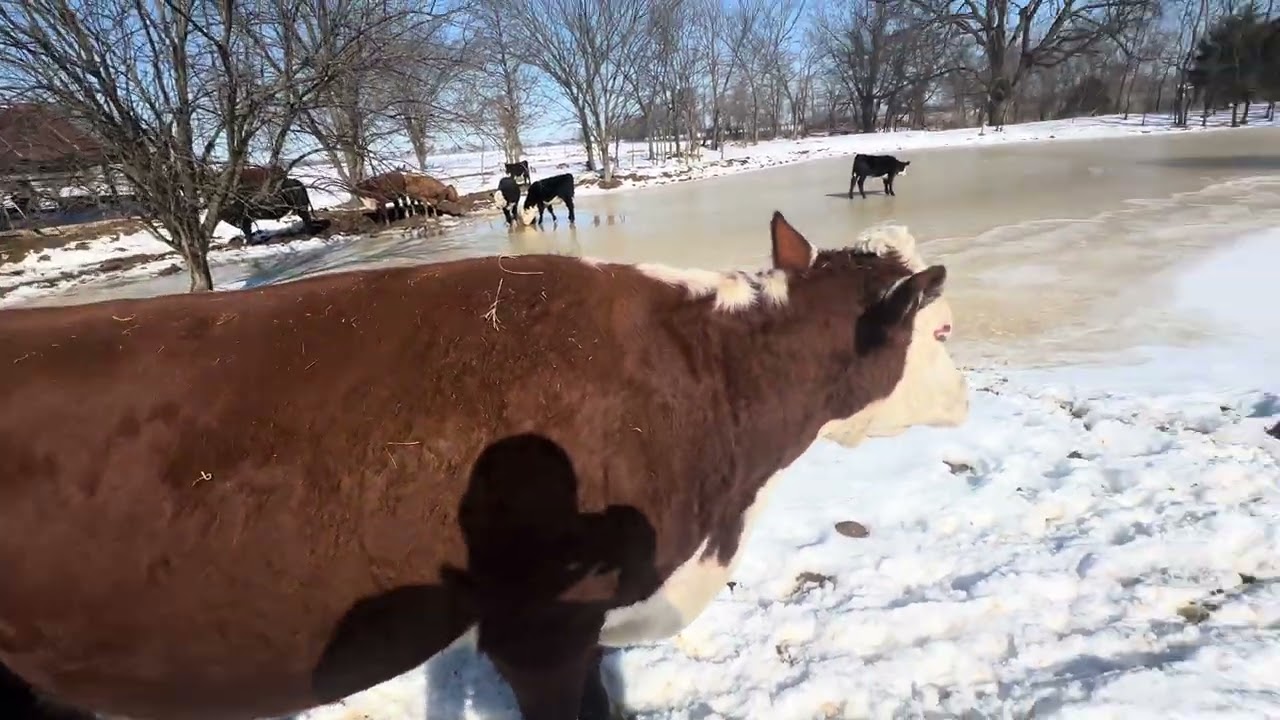 Patinando con las vacas 🐄⛸️😎