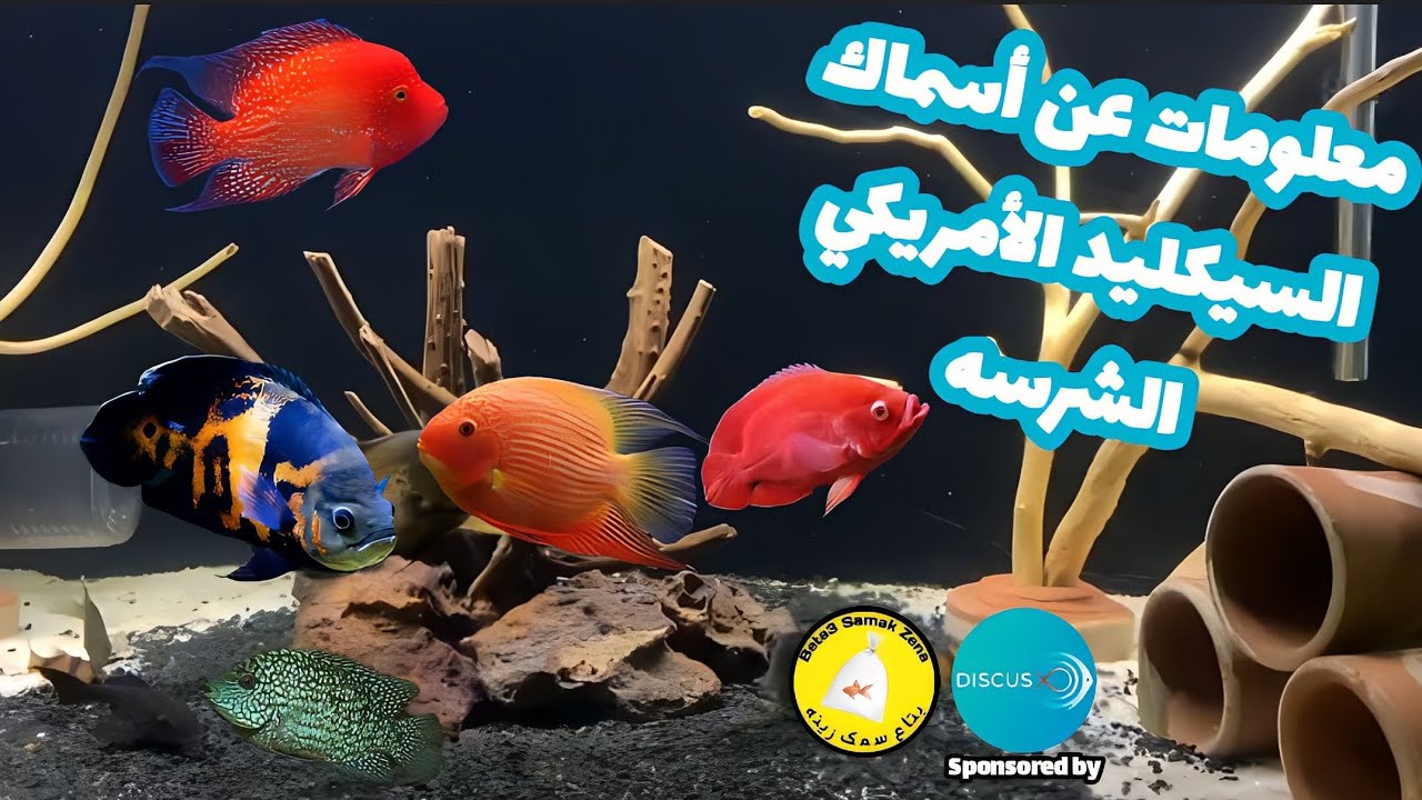 معلومات عن أسماك السيكليد الأمريكي