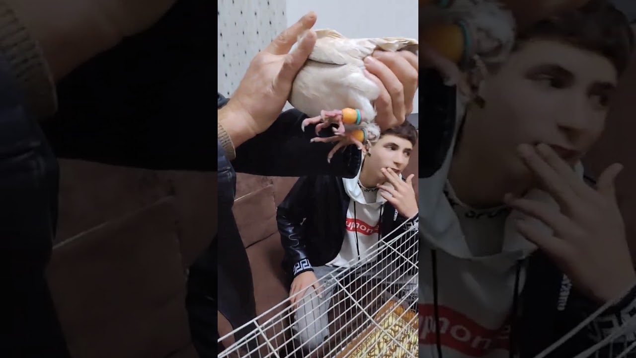 اشترينا كشه جديده ما شاء الله صلوا عالنبي لايك وتعليق ومتابعه ❣️❤️❤️❣️