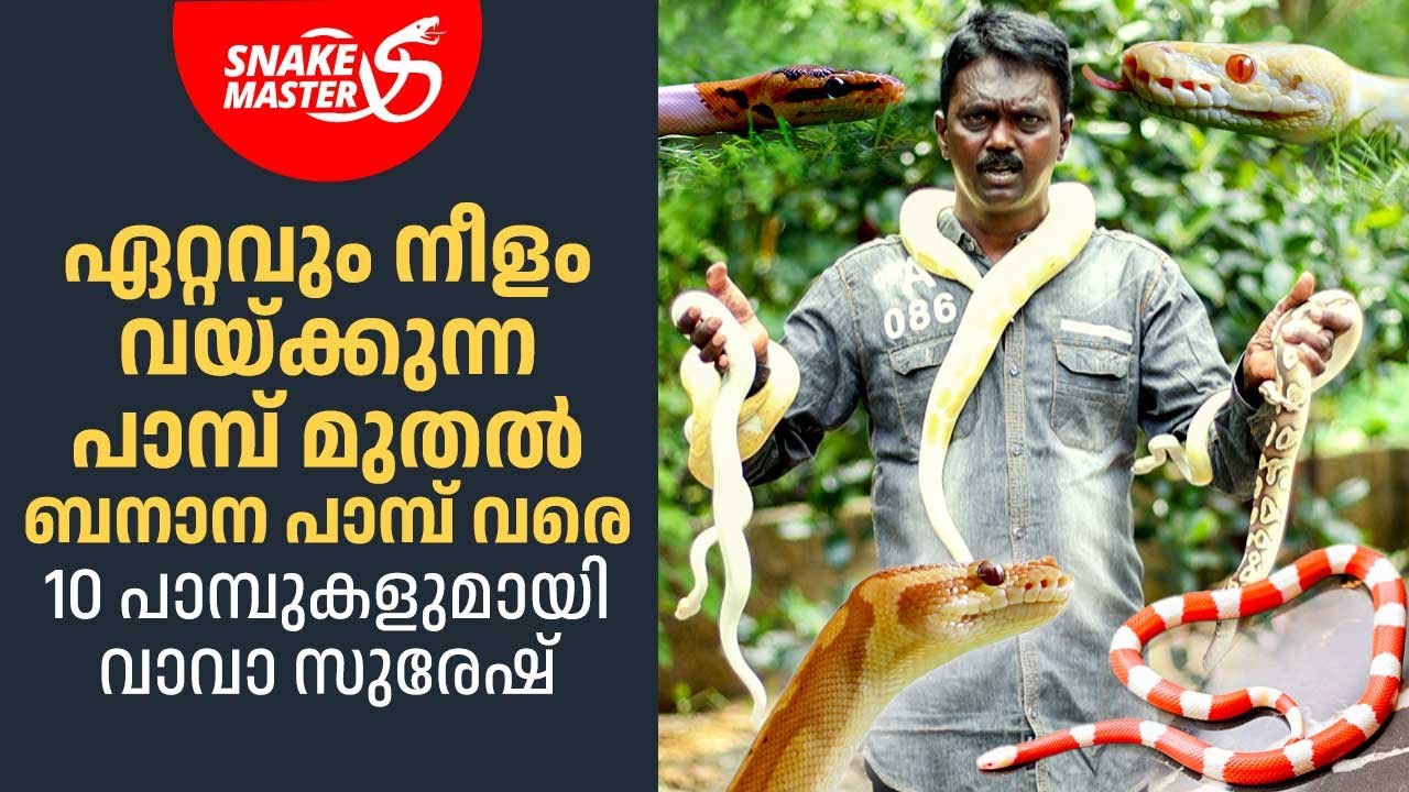 ഇപ്പോൾ പാമ്പുകളെ വീട്ടിൽ വളർത്താം, പത്ത് പാമ്പുകളുമായി വാവാ സുരേഷ് | Snakemaster 1097 | Vava Suresh