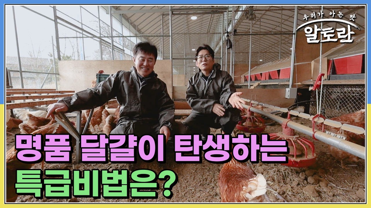 신선한 달걀을 만드는 특별한 사료?! 명품 달걀이 탄생하는 특급비법은? MBN 260222 방송