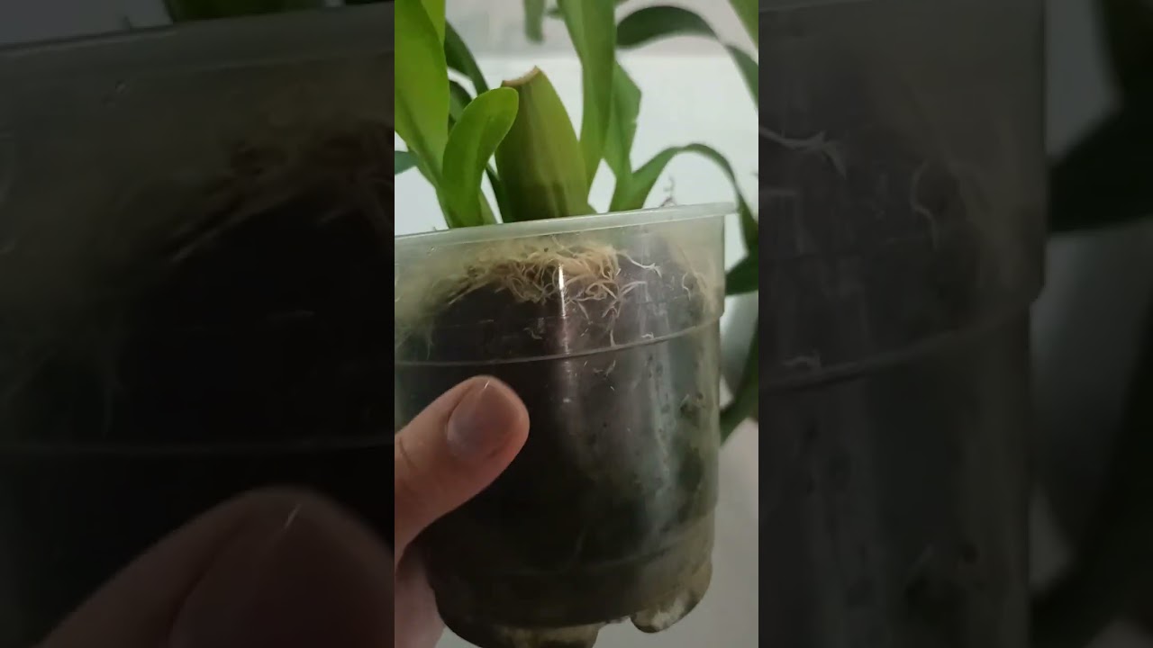 Почему не цветет Камбрия? #орхидеи #камбрия #orchid #цветы #plants #растения #обзорорхидей 
