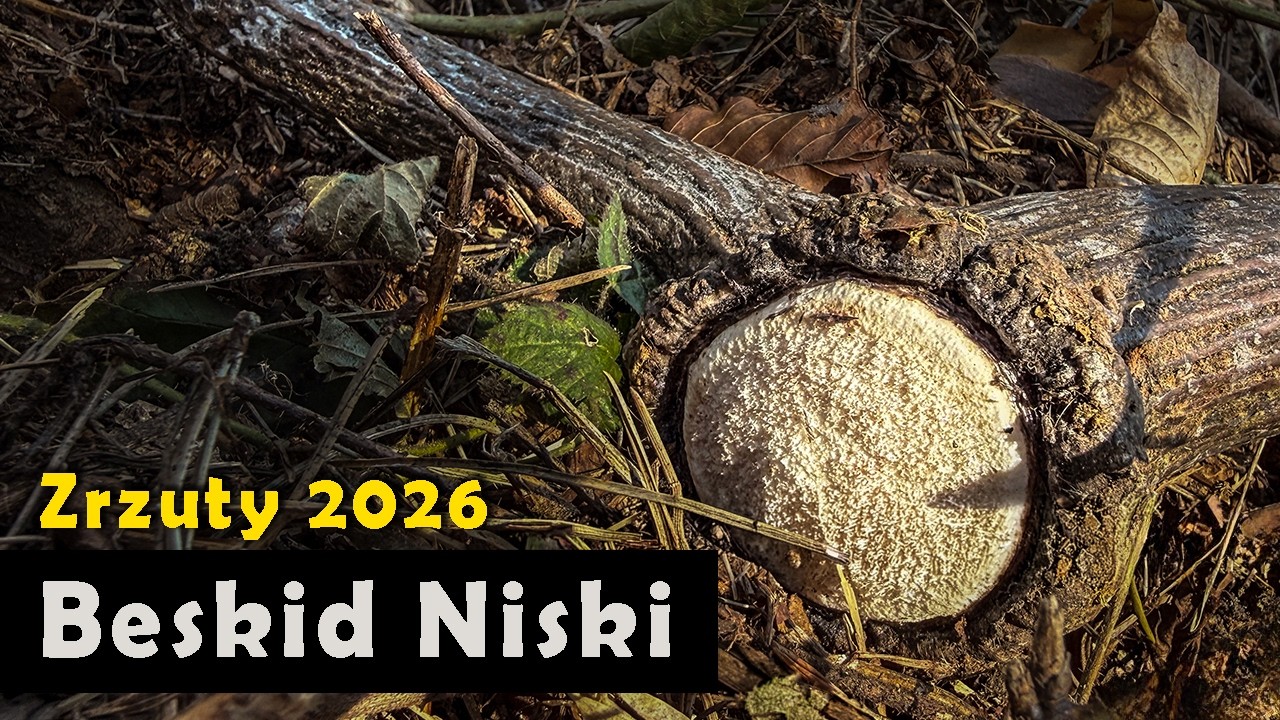 Zrzuty 2026. Pierwsza świeża tyczka.