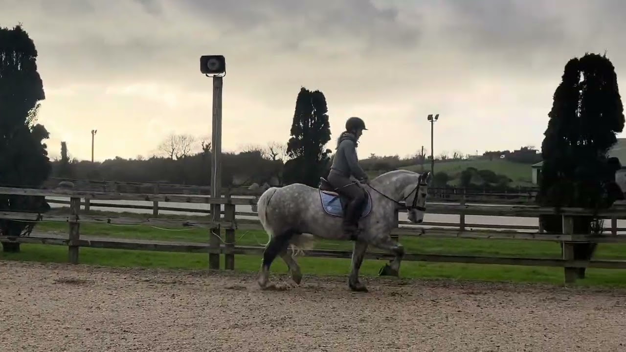 Shade 15 hh 8 year old gelding 