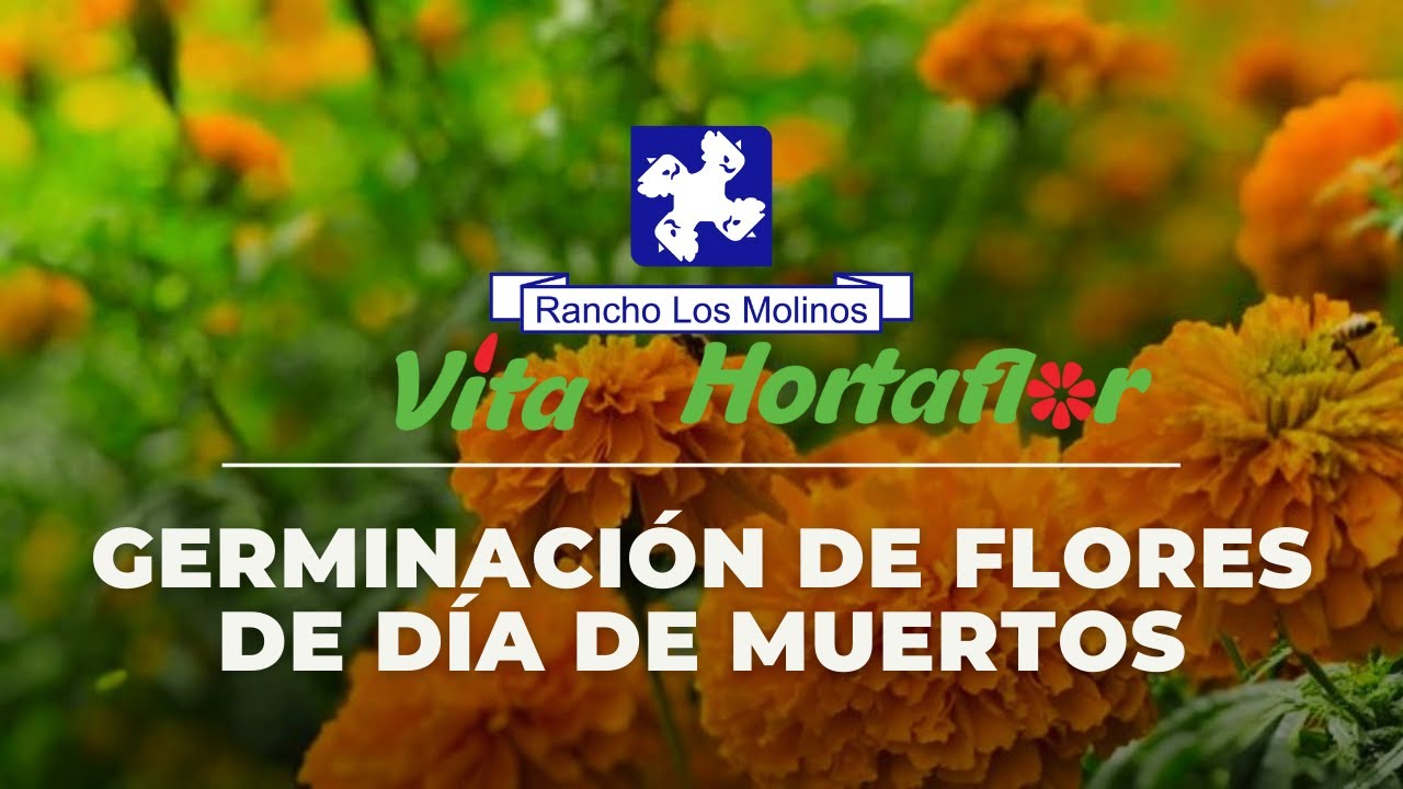 Germina tus semillas de flores para día de muertos parte 1