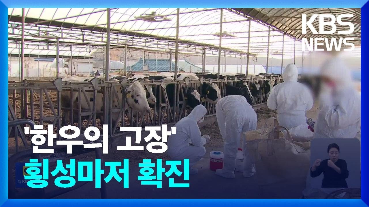한우 고장 횡성서도 럼피스킨병 확진…발 묶인 농가 초비상 / KBS  2023.10.27.