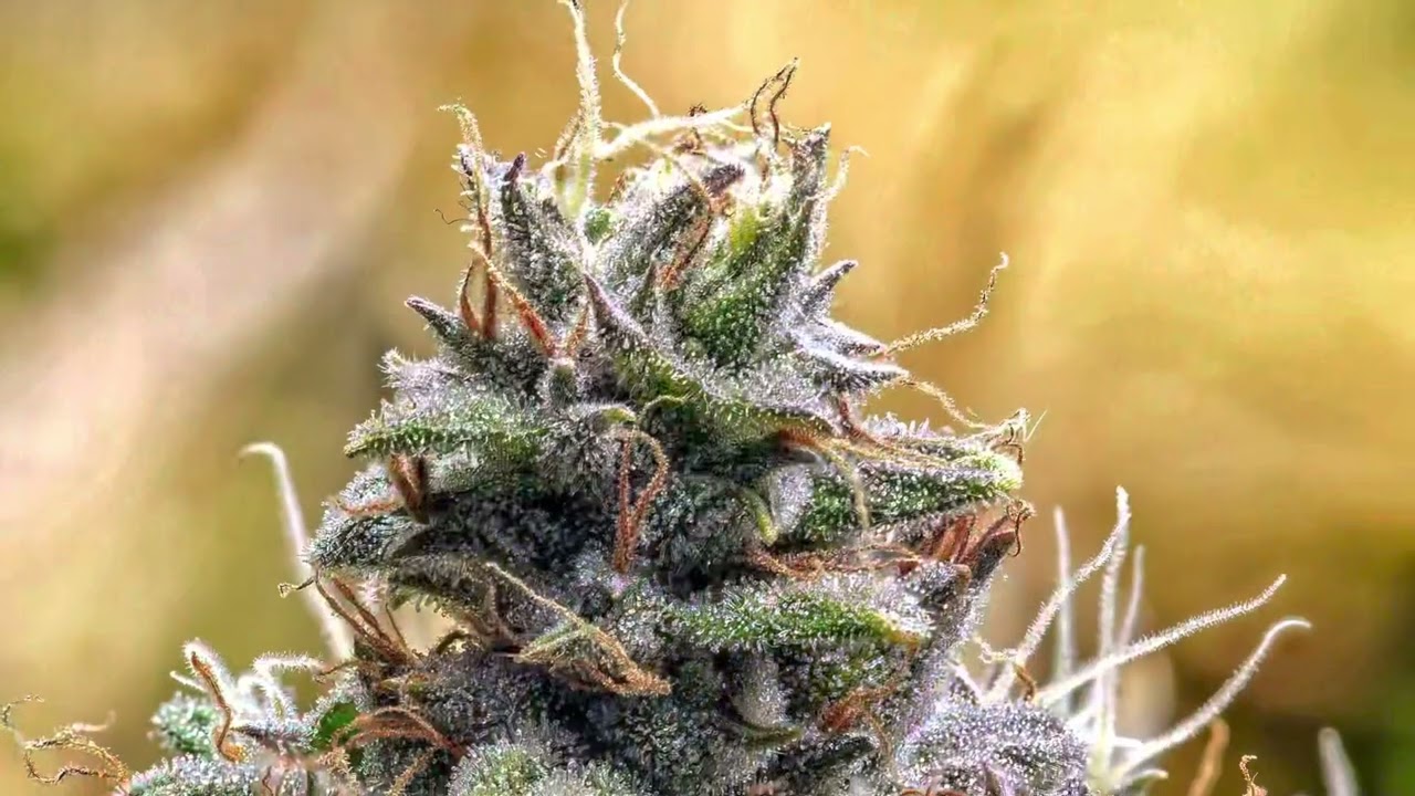 Afghan Kush auto 384 g one plant FastBuds