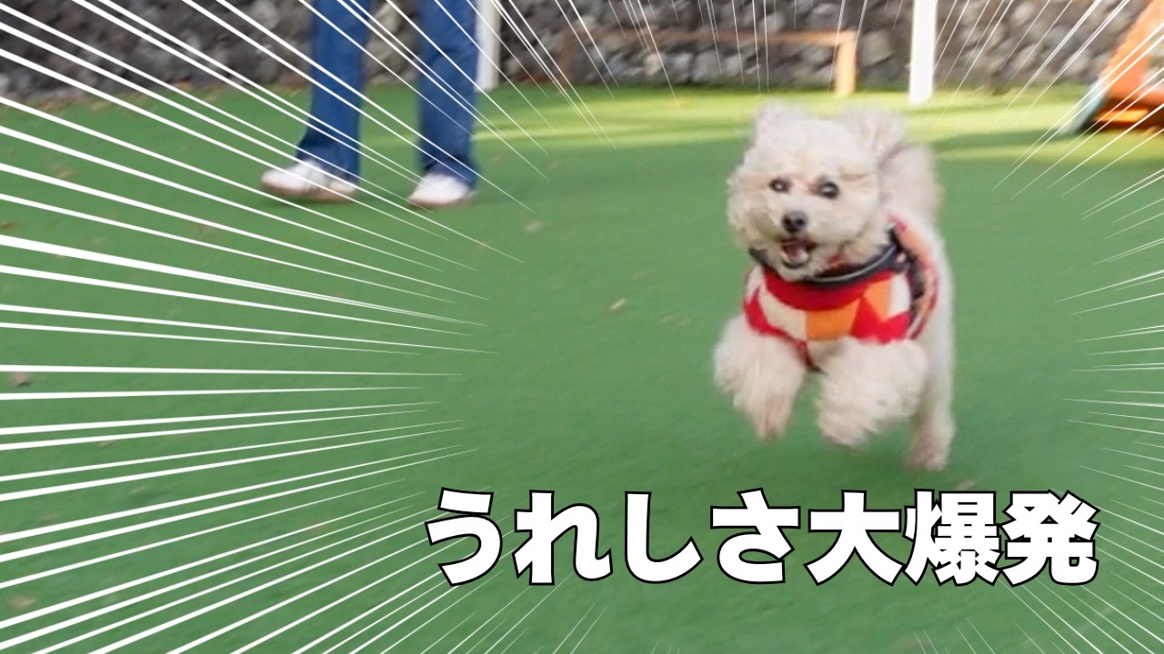 新年早々愛犬のテンションが最初から限界突破