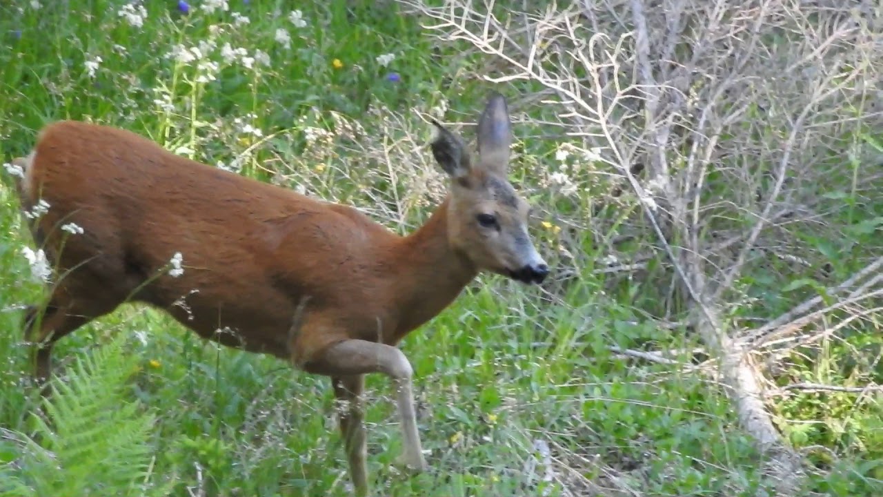 L'abbaio del capriolo. (femmina di capriolo alla disperata ricerca del proprio cucciolo)