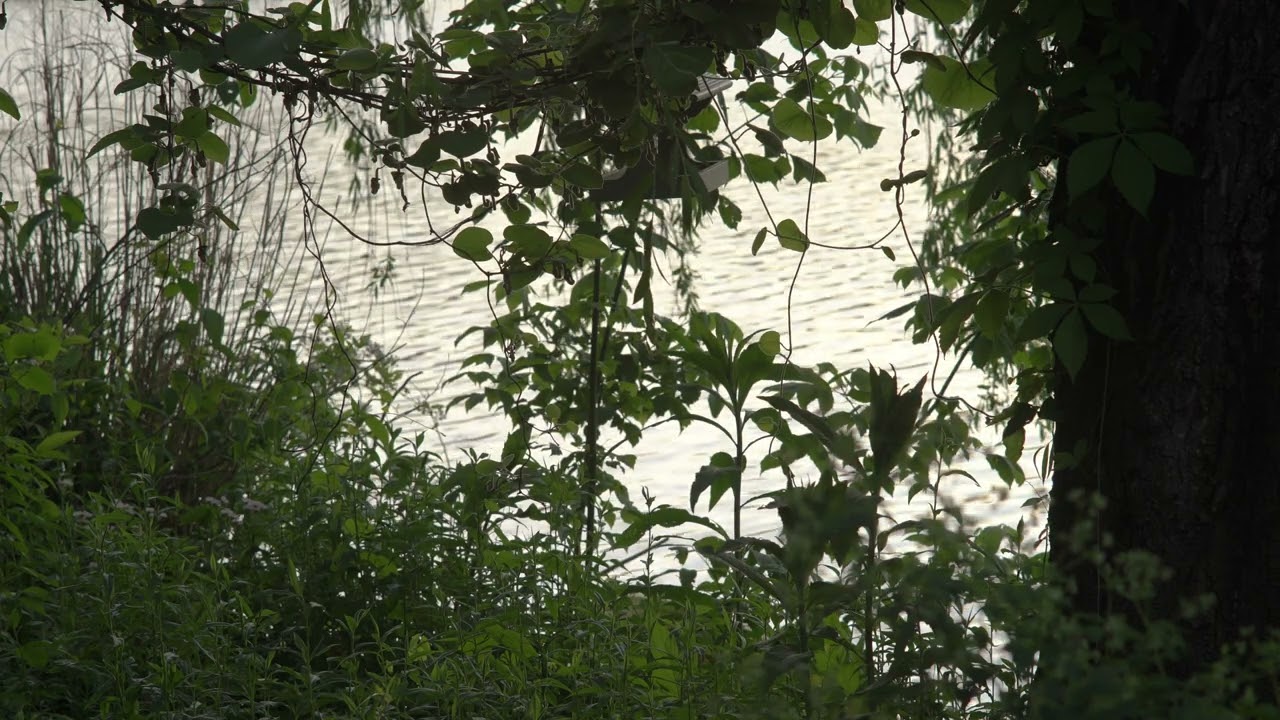 4K Garden and Water.-- Stock Footage  - Free Download #stockfootage  #stockvideofree #nature