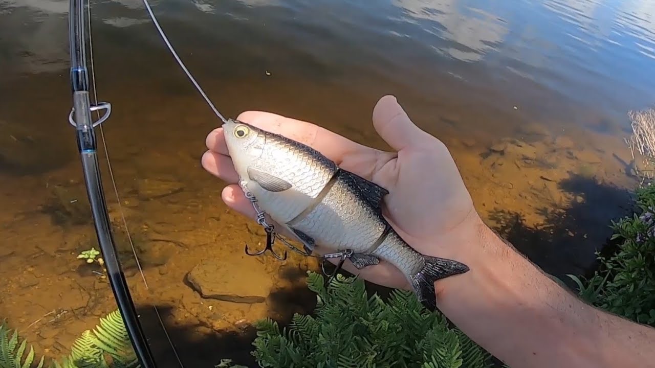 Sauvage Gear 3D Line Thru Roach 18 cm Slow Sinking 80 grammes
