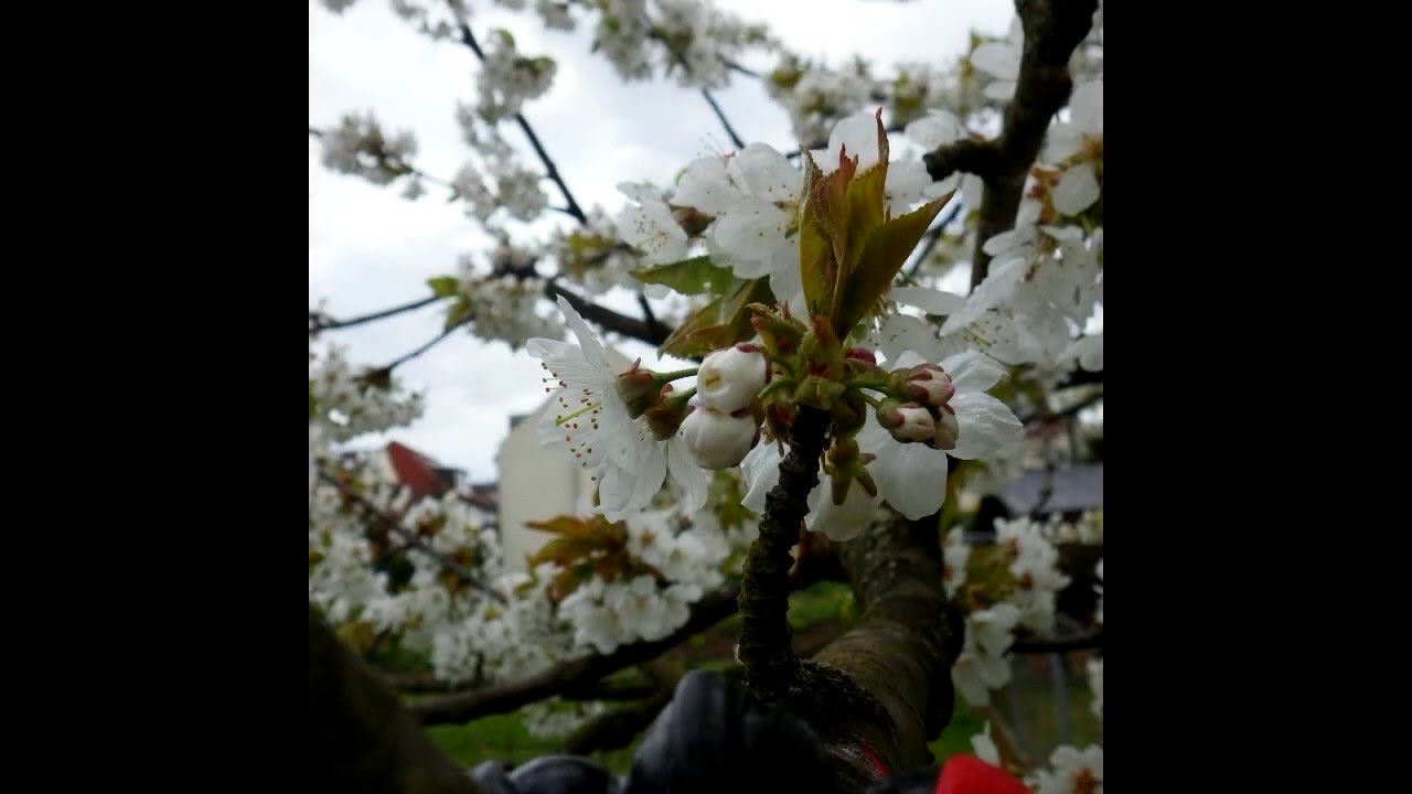 Von der Kirschbl&uuml;te zur Frucht (&copy; Georg Neupert)