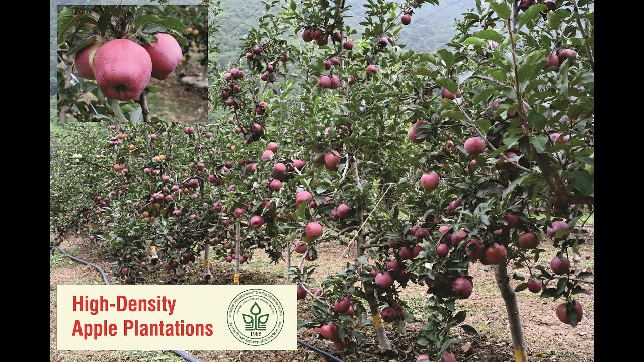 High-Density Apple Plantations| Varieties- Part 1| YSP UHF Nauni | Solan, Himachal Pradesh