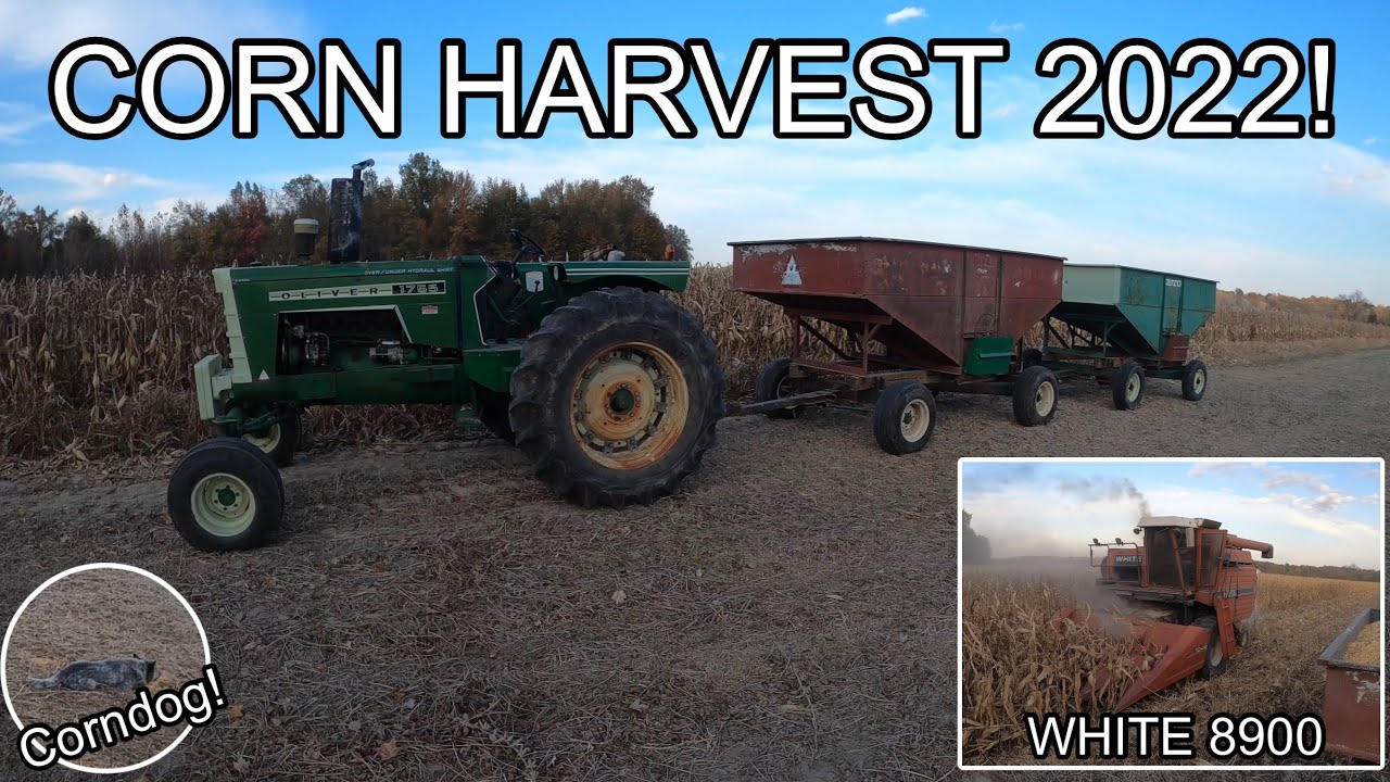 Corn Harvest 2022 Begins!!! White 8900 Combine