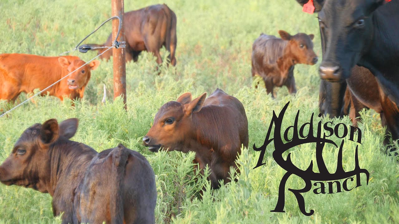 MASHONA ANGUS CALVES ARE HITTING THE GROUND