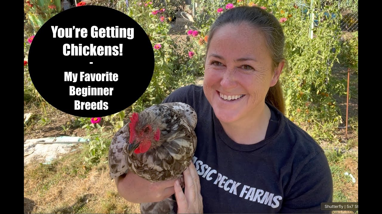 You're Getting Chickens! - My Favorite Beginner Breeds