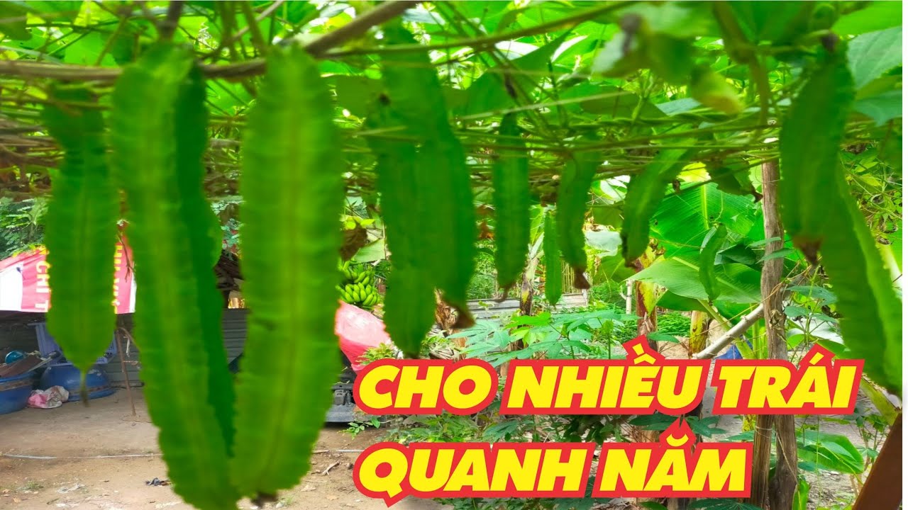 Cách Trồng Đậu Rồng Phong Thủy Cho Nhiều Trái Quanh Năm