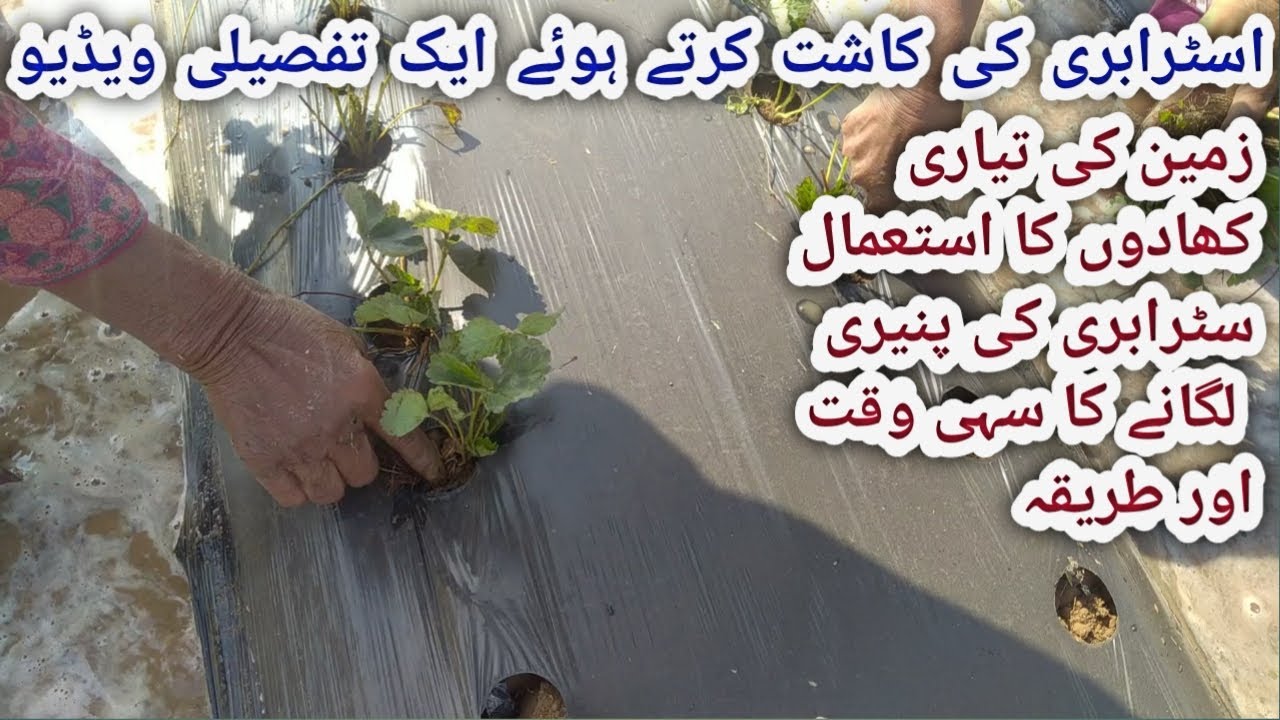 Strawberry Cultivation ||Complete Information||Agriculture guru