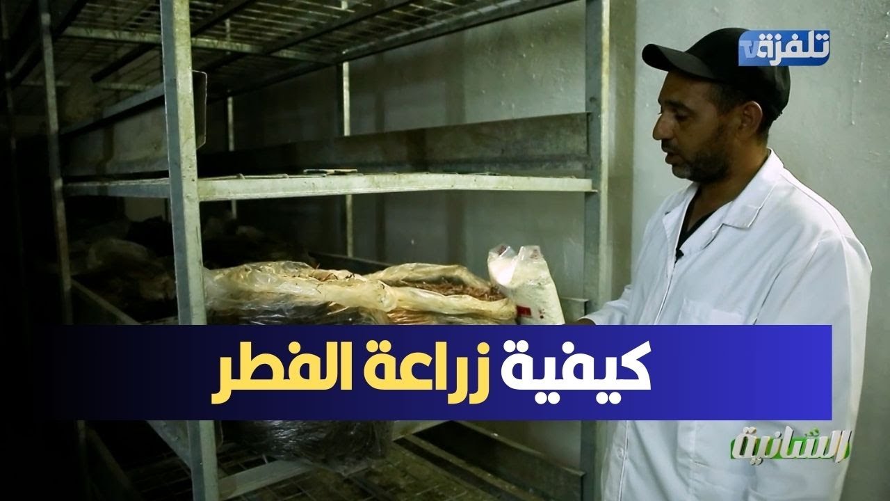 كيفية زراعة الفطر الجزء 3