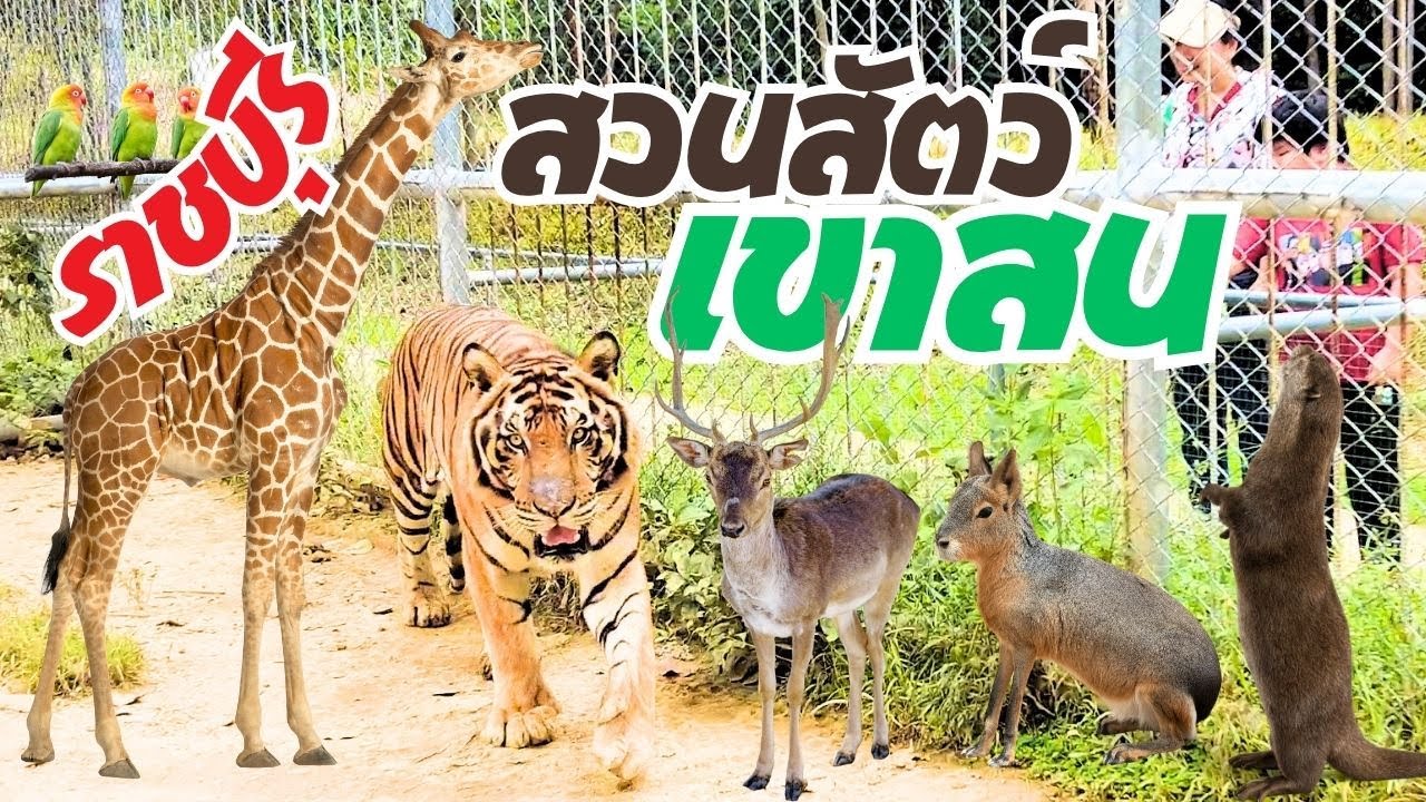 เสืออึ! พึ่งเคยเห็น สถานีเพาะเลี้ยงสัตว์ป่าเขาสนราชบุรี ใกล้กรุงเทพฯ จอมทัพกับแม่จั๊บ พาเที่ยว