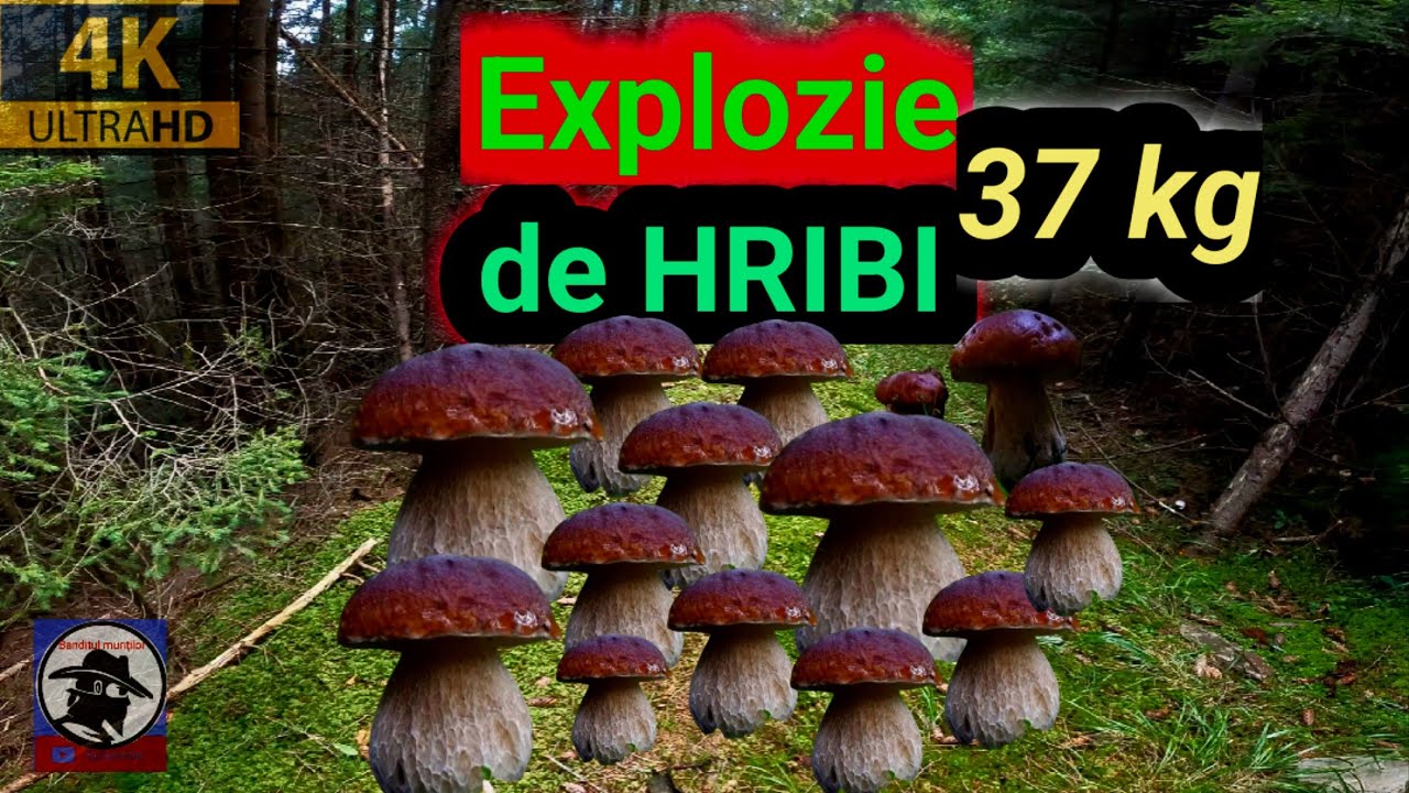 Explozie de HRIBI🍄🍄 🍄! 37 kg! Boletus EDULIS! Munții Apuseni 🌲🌲🌲! 