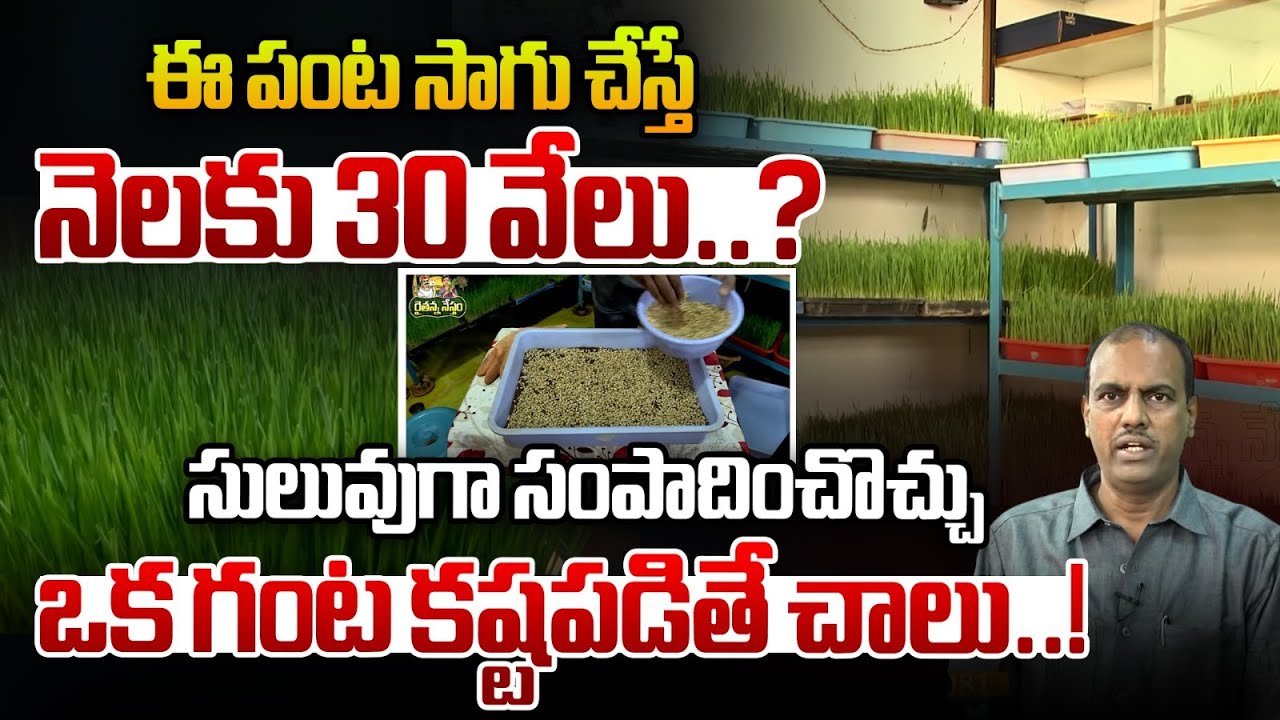 ఈ పంట సాగు చేస్తే  నెలకు 30 వేలు | If this crop is cultivated 30 thousand per month |Rythanna Nestam