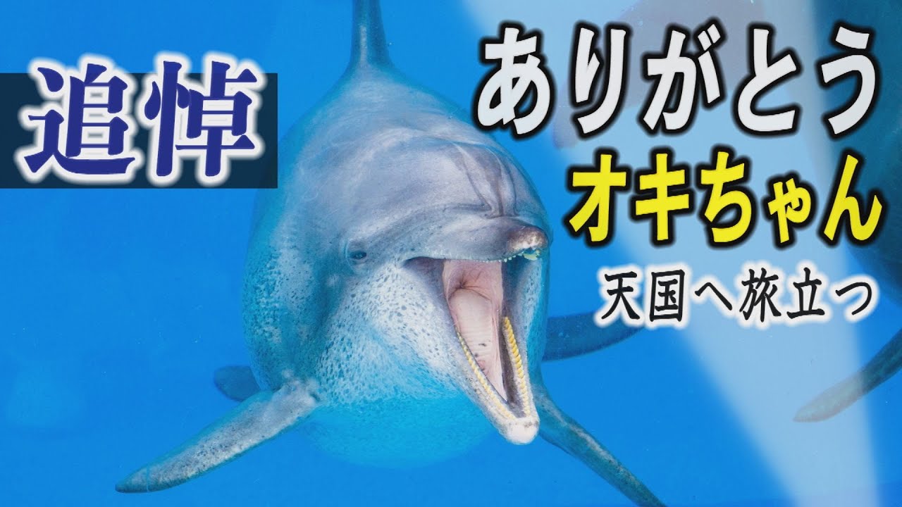 【追悼】ありがとう「オキちゃん」　沖縄美ら海水族館・海洋博公園のシンボル、イルカのオキちゃん旅立つ