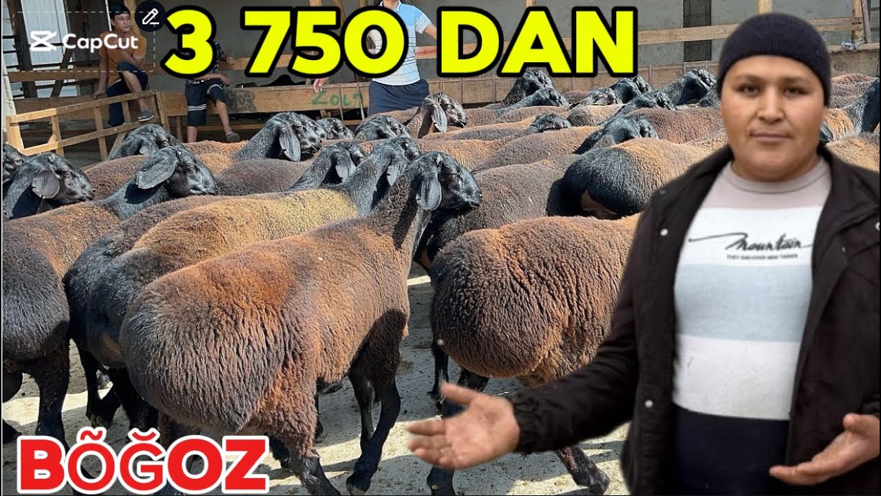 3.750 DAN 😳 JUDA ARZON NARXLARDA DONIYORBEK ARZONCHIGA KELDI KATTA PARTIYA