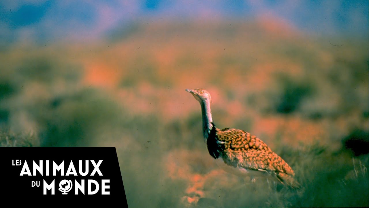 Opération outardes - Bernaches - Maroc - Fès-Boulemane - Fous d'animaux