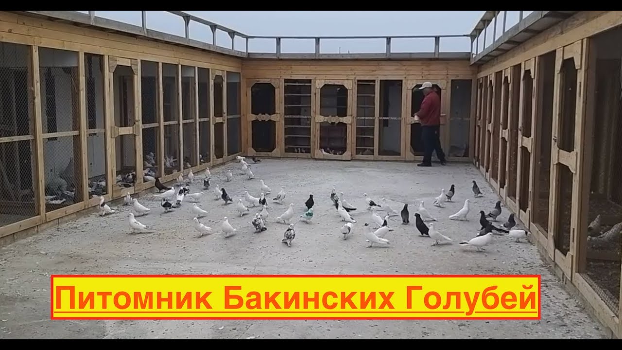 Питомник Бакинских голубей Наримана в Баку!