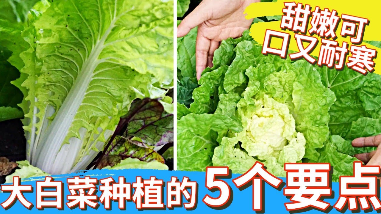 大白菜种植的五大要点，这样种整个冬天都有甜嫩可口的大白菜吃