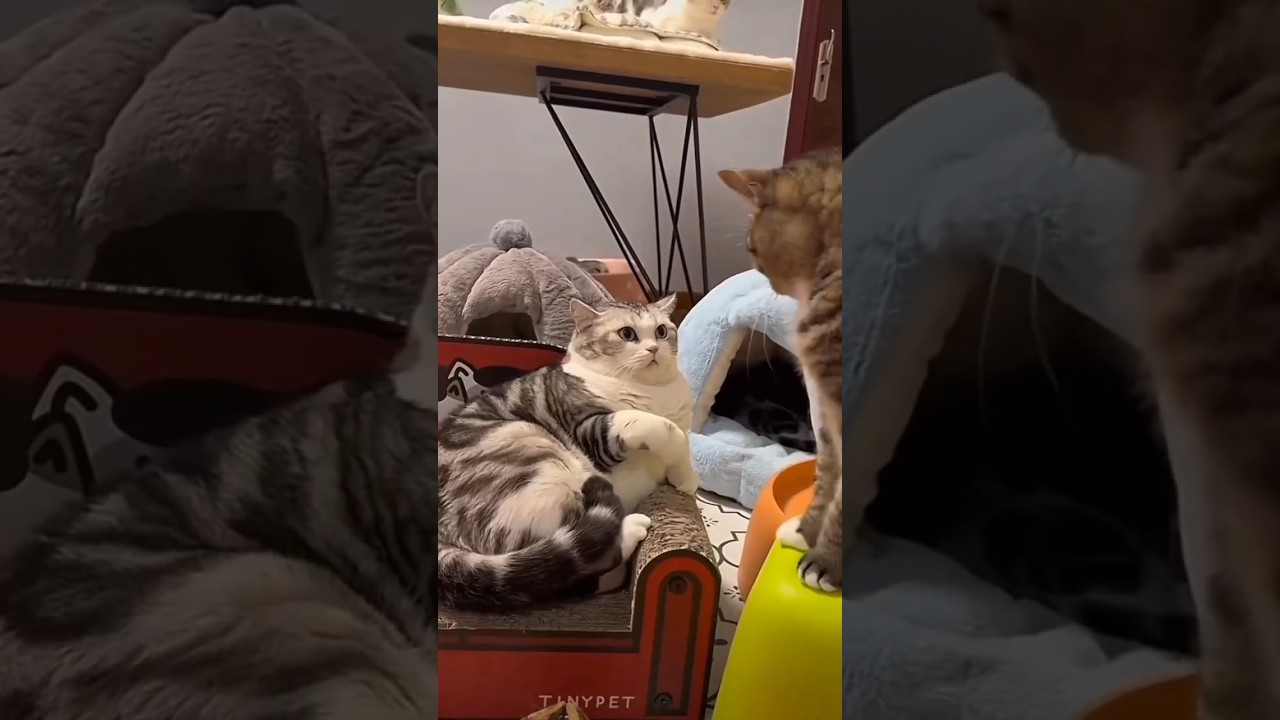 Two Angry Cats Fight 😹 Funny Man Reaction | Viral Cat Short 