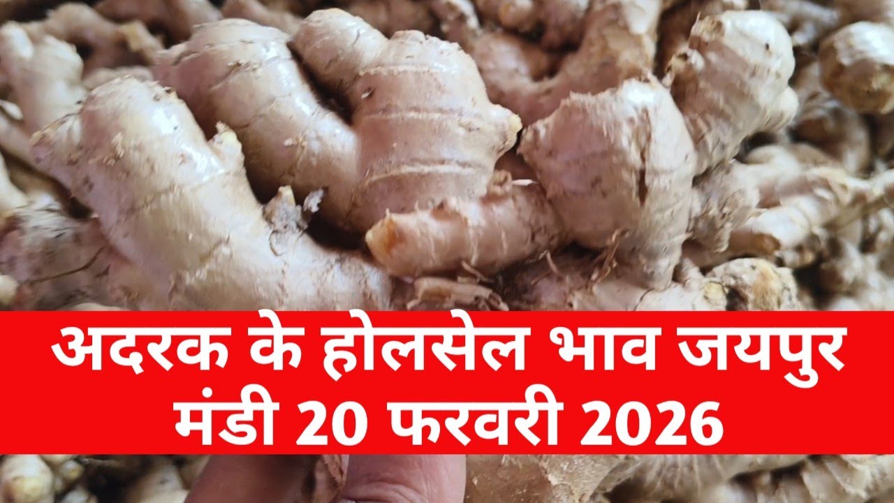 20 फरवरी 2026 अदरक का होलसेल भाव जयपुर मुहाना मंडी / अदरक का ताजा भाव / jaipur mandi bhav 