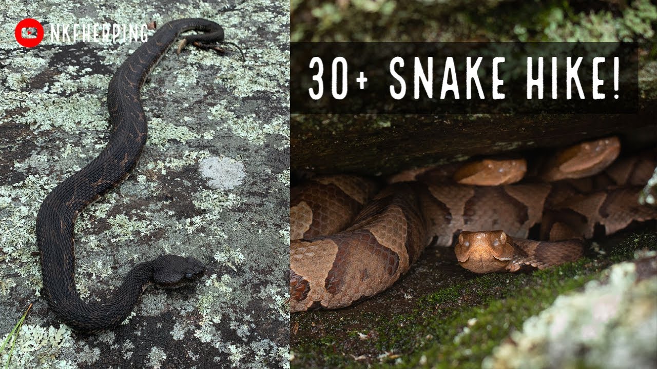 Finding Over 30 Snakes on a Hike in North Georgia! Copperheads, Timber Rattlesnakes, and More!