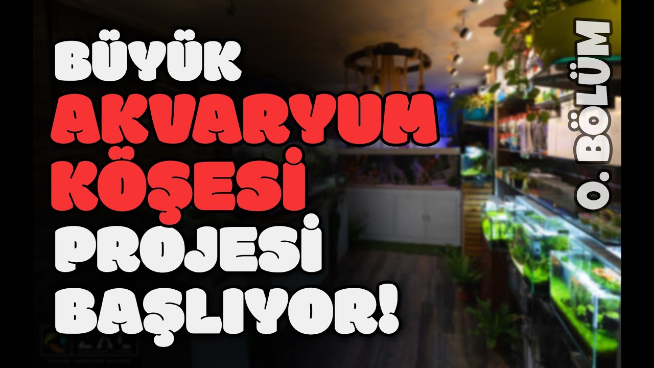 Akvaryum Köşesi Kurulumu - 0. Bölüm | Tanıtım - Fikirler & Planlar