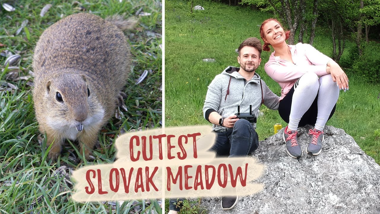 Meadow Of 1000 Ground Squirrels, Muráň lúka plná sysľov, Muránska Planina National Park (Slovakia)