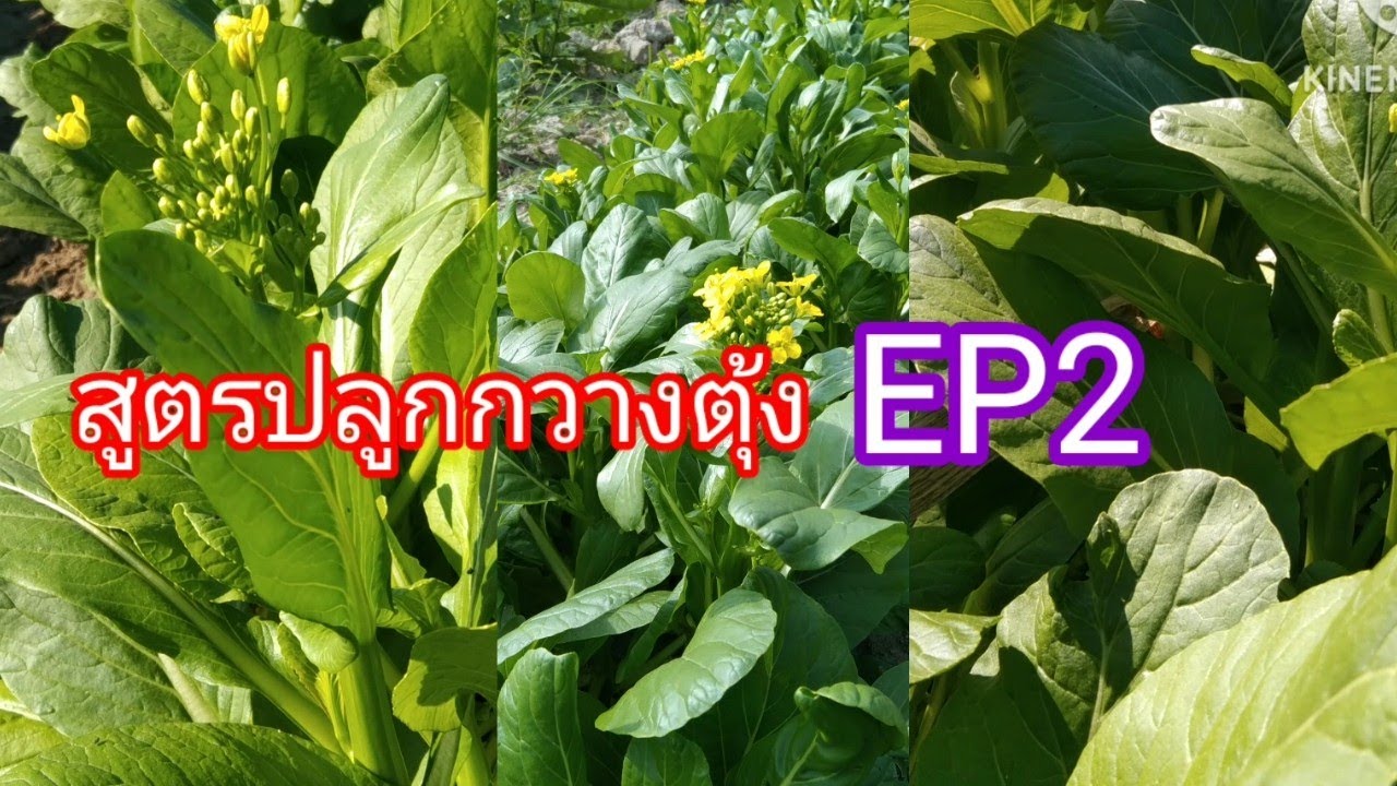 สูตรปลูกผักกวางตุ้ง EP2