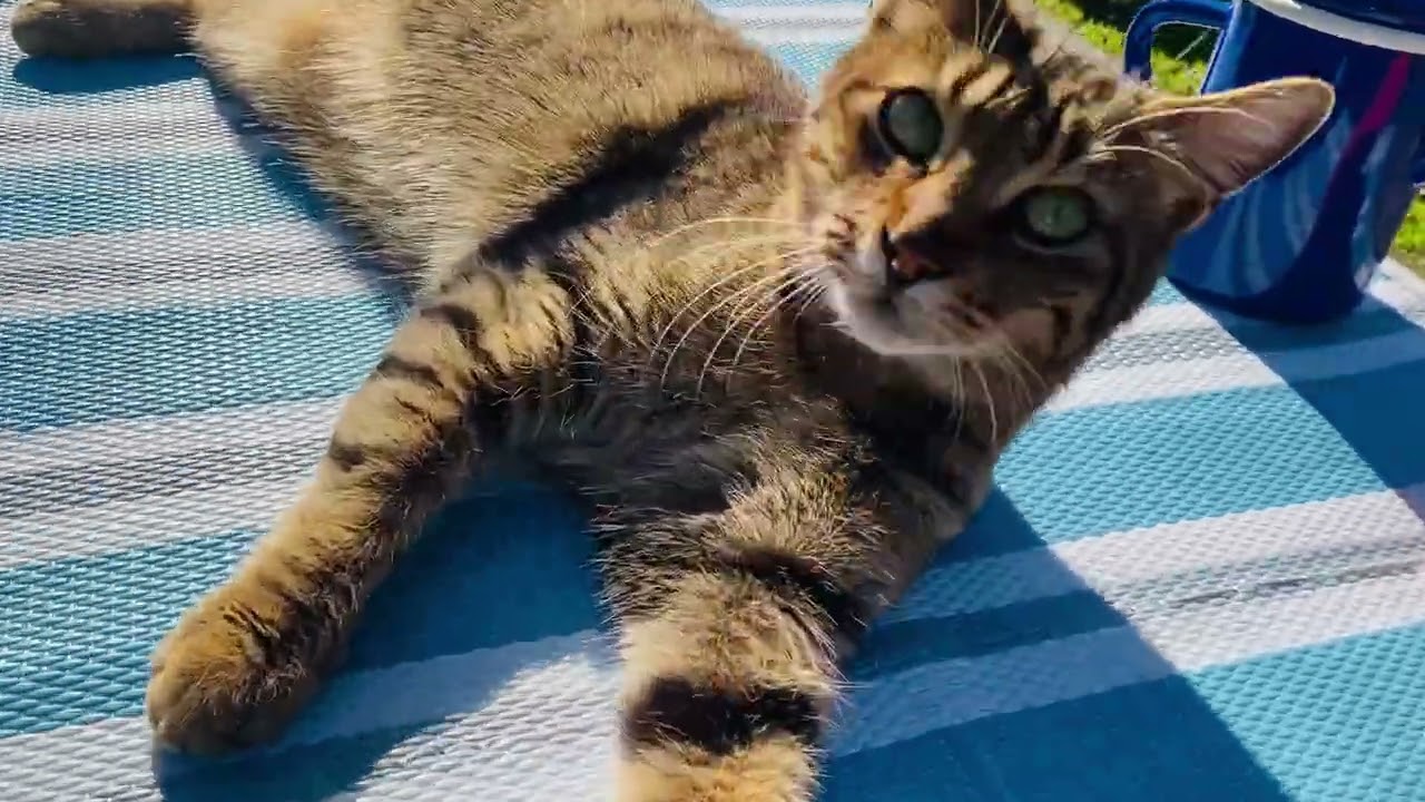 Die Katze liegt dort im Freien, auf dem Picknicktisch.