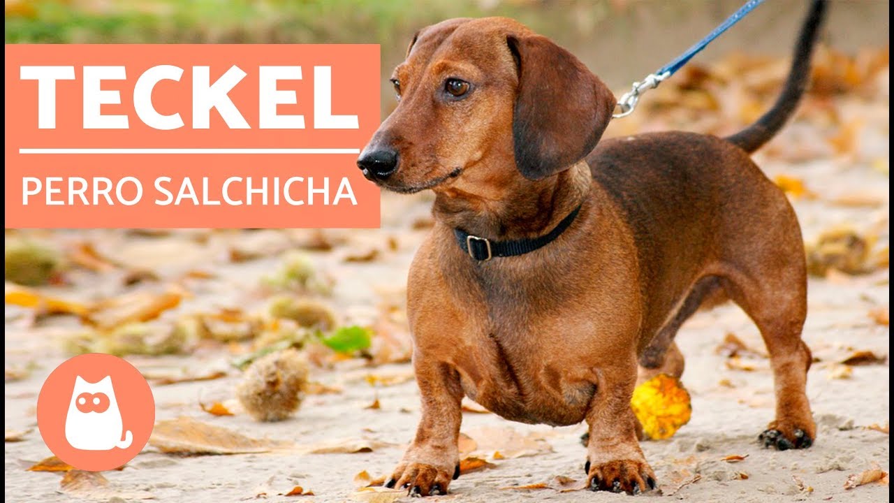 DACHSHUND o TECKEL - &iexcl;El PERRO SALCHICHA!