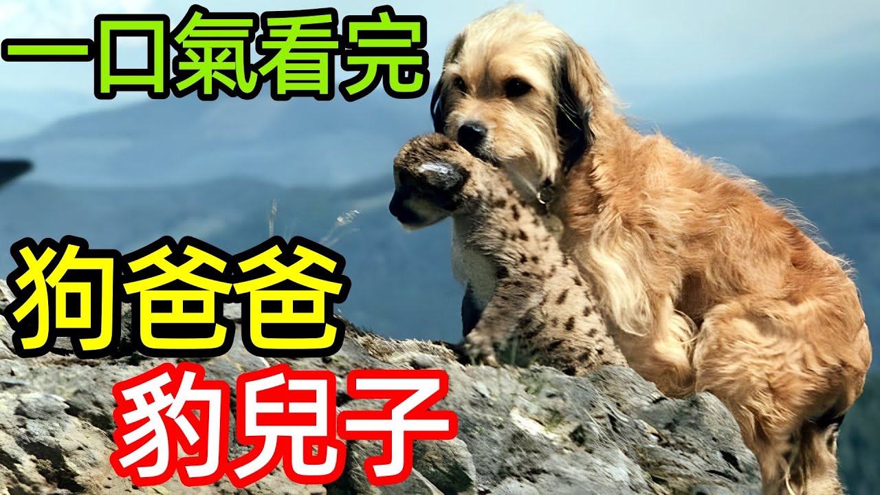 勇敢狗狗給四隻小豹子當爸爸，這才是跨越種族的真愛，一口氣看完【叢林赤子心】全集完整版，歐美電影解說，靈犬班吉