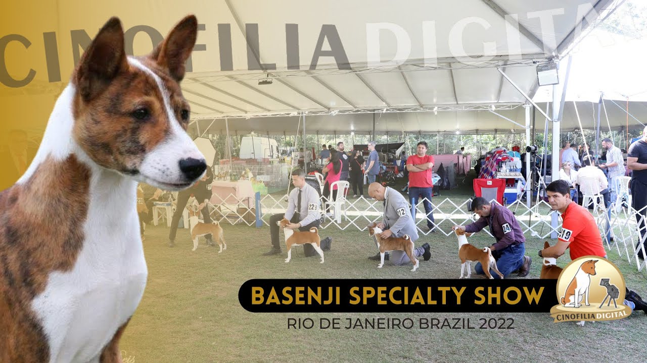 Especializada  Carioca de Basenji 2022 – Basenji Specialty Show 2022 | Cinofilia Digital