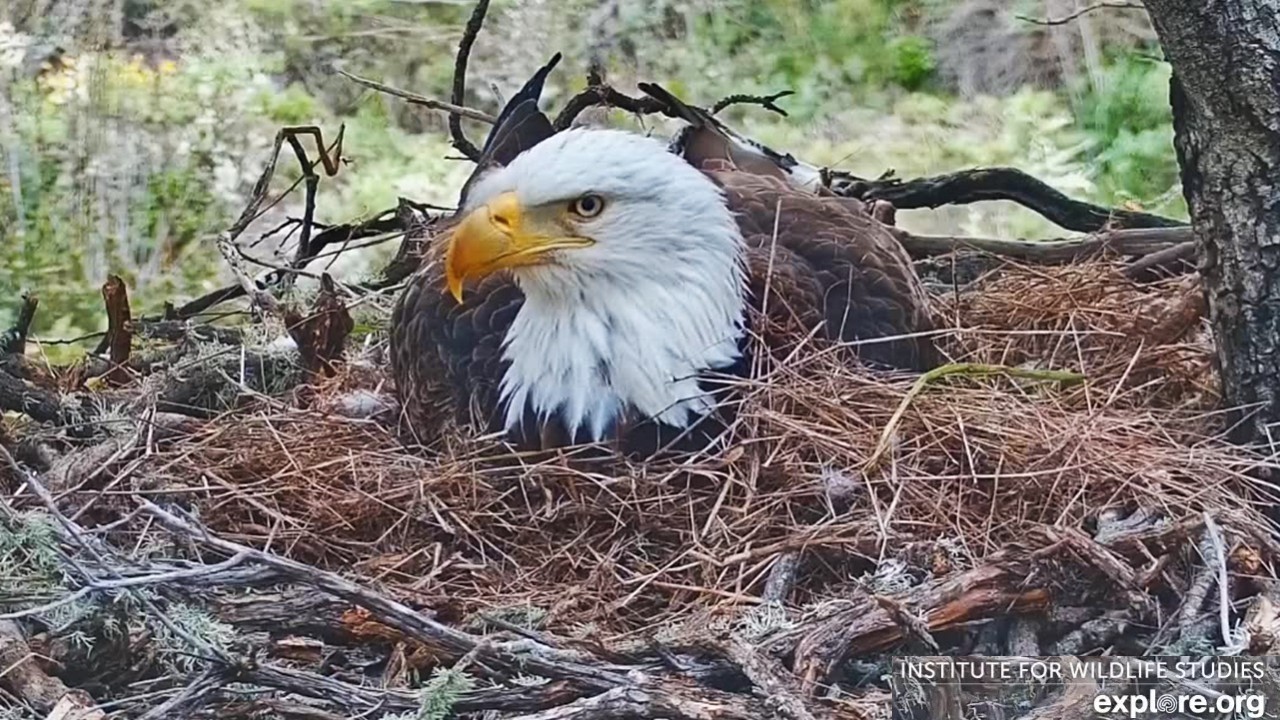 Fraser Point Eagles🦅Cruz Lays 3rd Egg🪺No Muss, No Fuss Again ➕ Quick Peek👀explore.org | 2026 Feb 26