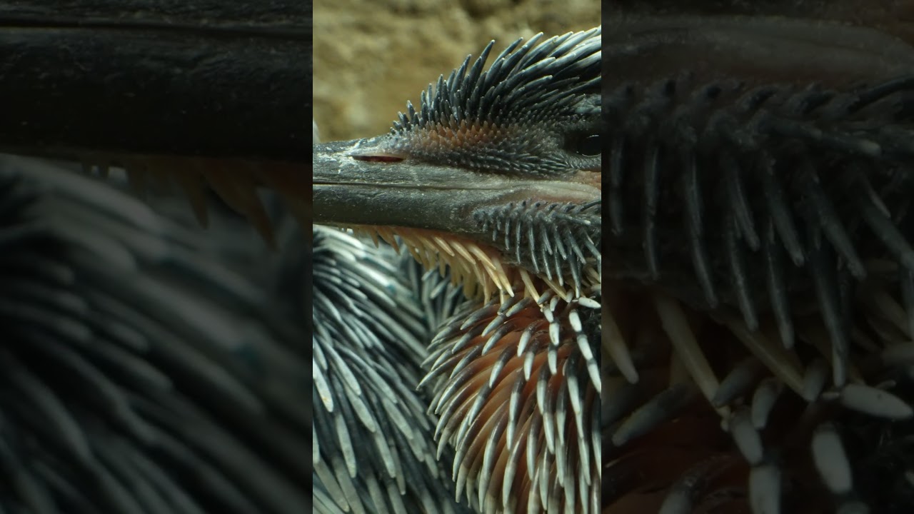 Kingfisher chicks first feathers