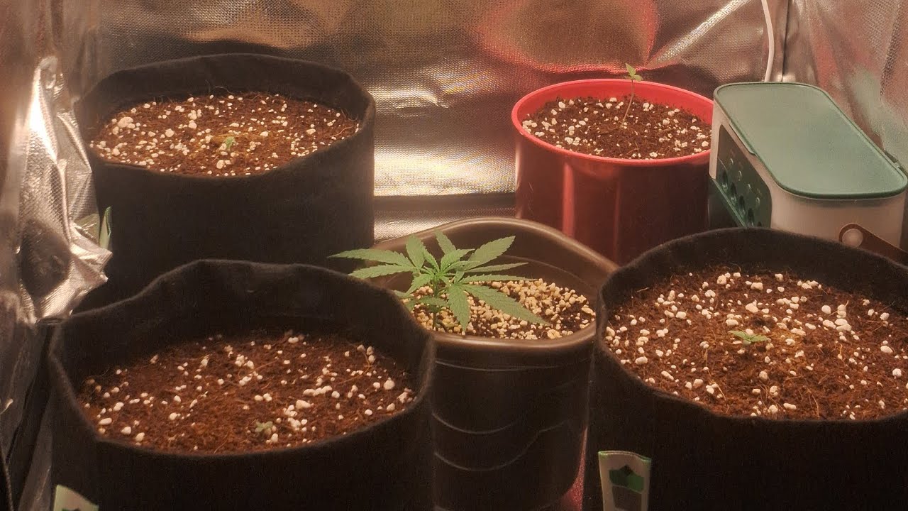 CULTIVO INDOR SUBSTRATO 100%INERTE