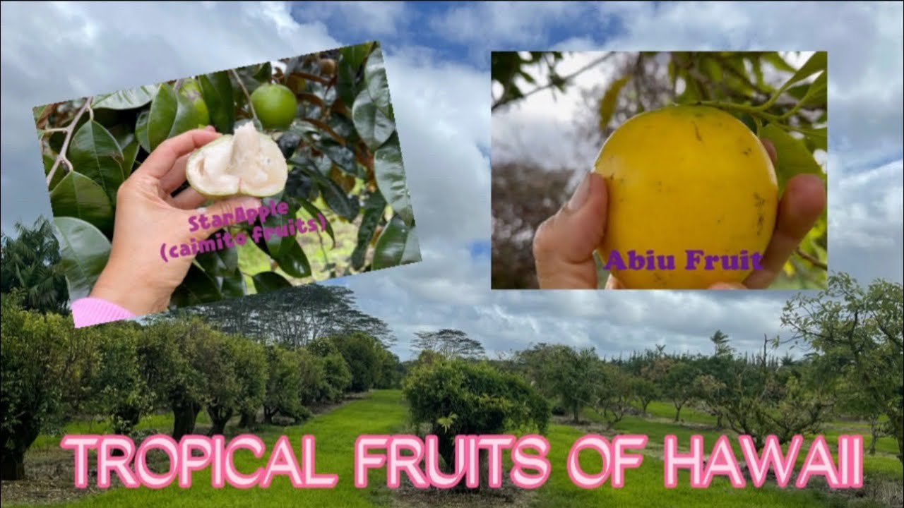 PICKING TROPICAL FRUITS IN THE FARM