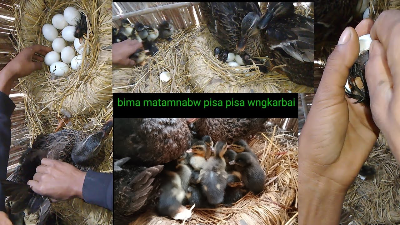 bima matamnabw pisa wngkarjwbbai January 14, 2024
