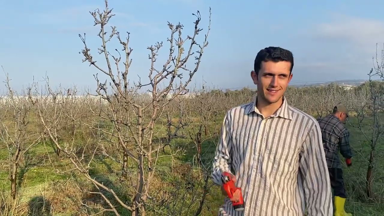 Bodur armut nasıl budanır? #budama #antalya #armut