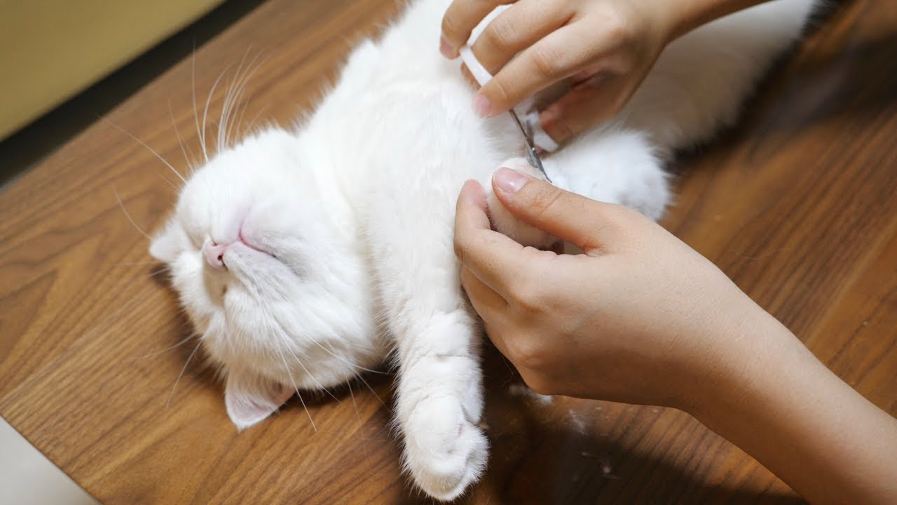 全く参考にならない肉球周りのはみ毛カットのやり方！